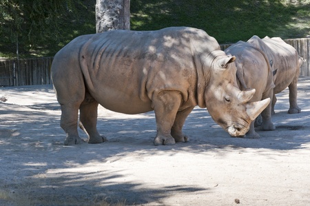White Rhinoceros  Ceratotherium simum   It is one of the five species of rhinoceros that still exist  It found in Africa の写真素材