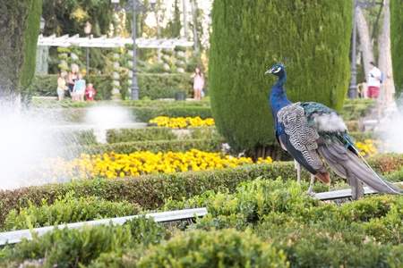 Peacock in public gardenの写真素材
