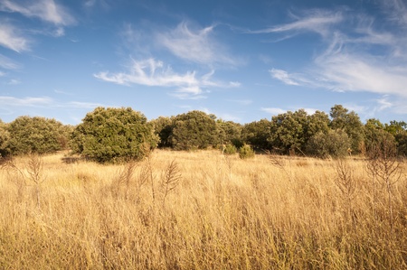 Mediterranean forest at autumnの写真素材