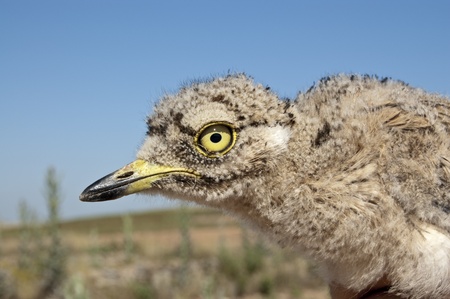 Stone curlew  Burhinos oedicnemus  chicken  It is a northern species of the Burhinidae bird family  This species prefers dry open habitats with some bare ground の写真素材
