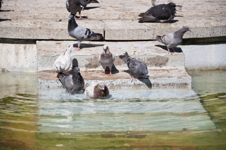 Pigeons drinking and bathing in the pond  Photo taken in Retiro Park, Madrid, Spain の写真素材