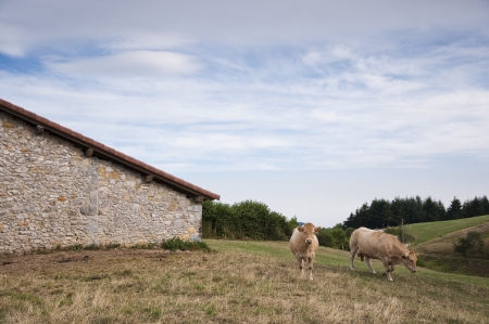 Cows in Navarra countryside  Spain の写真素材