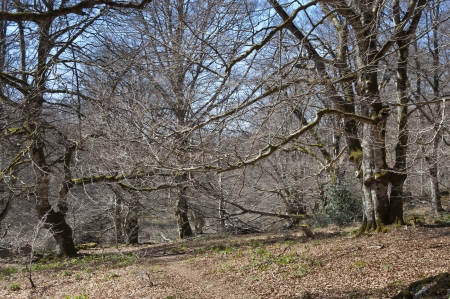 Beech forest in Urbasa Range, Navarre, Spain  Urbasa is a karstic range and is part of the Urbasa-Andia Natural Park のeditorial素材
