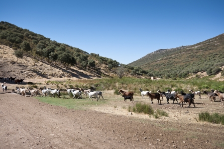 Flock of goats in a rural landscape in Ciudad Real Province, Spain 