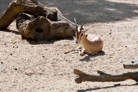 Dorcas gazelleの写真素材
