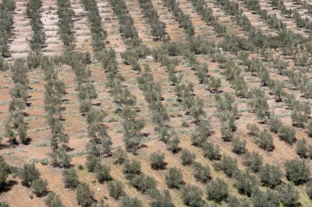 Aerial view of olive groves  Photo taken in Ciudad Real Province, Spain の写真素材