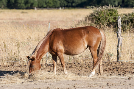 Chestnut horse feeding in the riding horseの写真素材