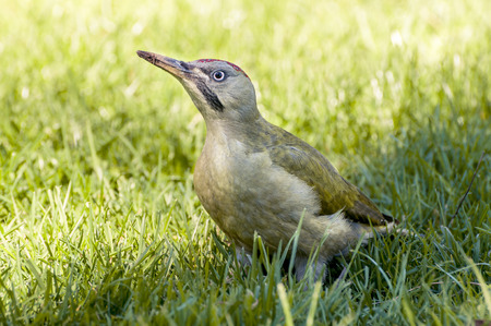 Female of European green woodpecker, Picus viridisの写真素材