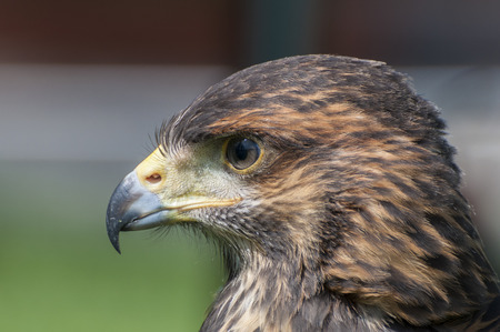 Portrait of a Harris Hawk. It is a medium-large bird of prey that breeds from the southwestern United States south to Chile and central Argentinaの写真素材