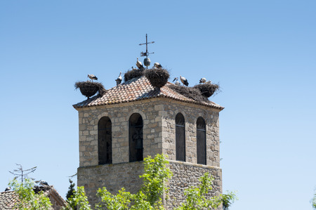 Colony of White stork, Ciconia ciconia on its nest. Photo taken in Soto del Real, Madrid, Spainの写真素材