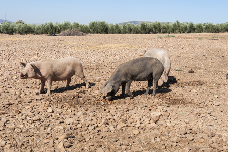 Three pigs, two females and an uncastrated male, feeding in a fallow fieldの写真素材