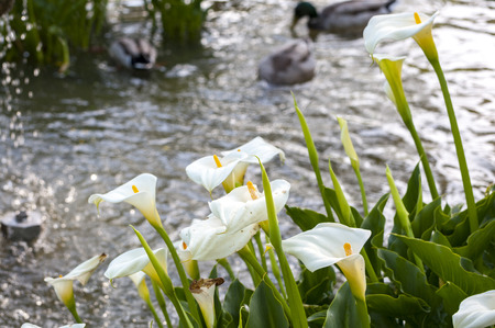 Wild duck, Anas platyrhynchos, swimming in a pond. Photo taken in the Garden of Cecilio Rodriguez, Retiro Park, Madrid, Spainの写真素材