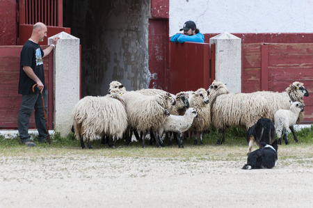Herding dog working sheep during a demonstration in Colmenar Viejo, Madrid, Spain on April 25, 2015.のeditorial素材