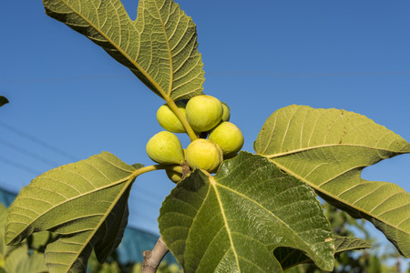 Bunch of figs on the fig treeの写真素材