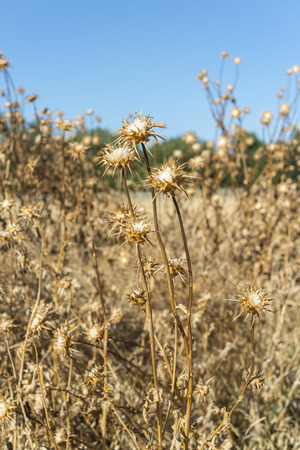 Dry flowers of Milk thistle, Silybum marianum. Traditional extract is made for the seeds and is widely used in alternative medicine. Photo taken in Ciudad Real Province, Spainの写真素材