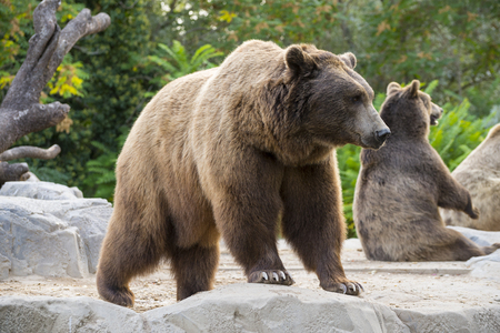 Brown bears, Ursus arctos, in a zoo.の写真素材