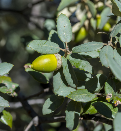 Close up of foliage and acorns of Holm Oak, Quercus ilex subsp. rotundifolia. Photo taken in Hoyo de Manzanares, province of Madrid, Spainの写真素材