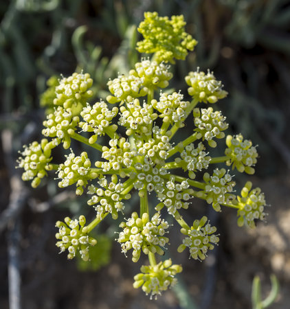 Close-up of the flowers of rock samphire, Crithmum maritimum. It is a coastal plant in the family...
