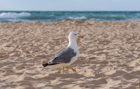 Yellow-legged gull, Larus michahellis, in the Estacade beach, in the municipality of Soustons, The Landes Department, Franceの写真素材
