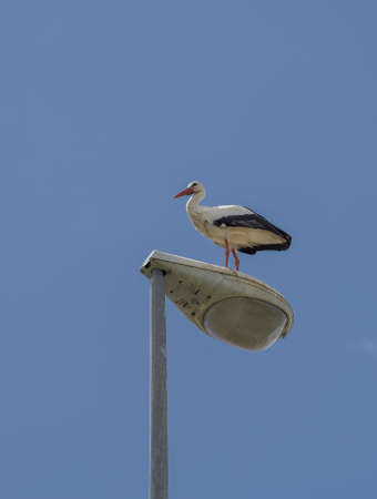 White stork, Ciconia ciconia, perched on a streetlamp. Photo taken in the municipality of Colmenar Viejo, province of Madrid, Spainの写真素材