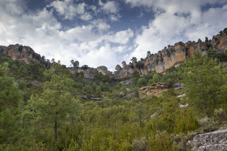 Forest of Austrian pine tree, Pinus nigra. Photo taken near the UÃ±a Lagoon, Serrania de Cuenca...