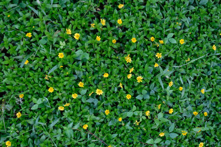 yellow flowers on green grass background, top view, copy space.の写真素材