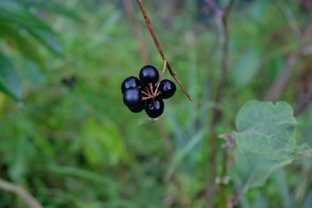 eggplant on a branch. Black currant eggplant.