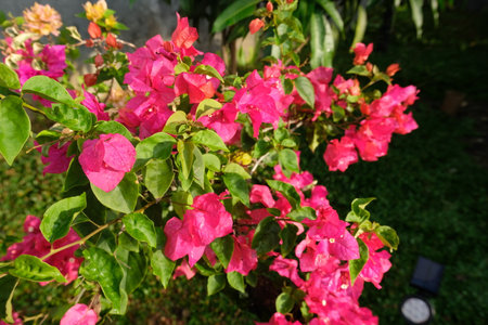 Pink bougainvillea flowers on the tree in the garden