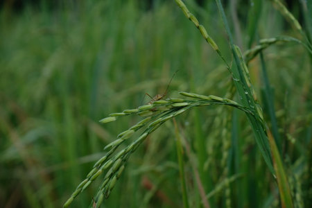 rice plant in rice field in Indonesia.の写真素材