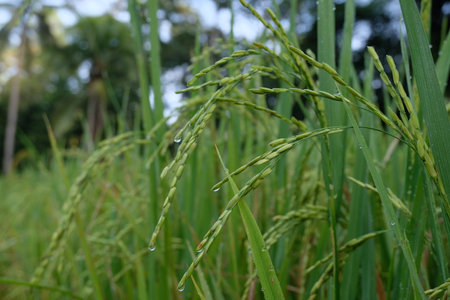 Rice field in the morning, closeup of paddy riceの写真素材
