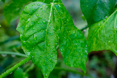 Dewdrops on Green Leaves: A Refreshing Morning Scene