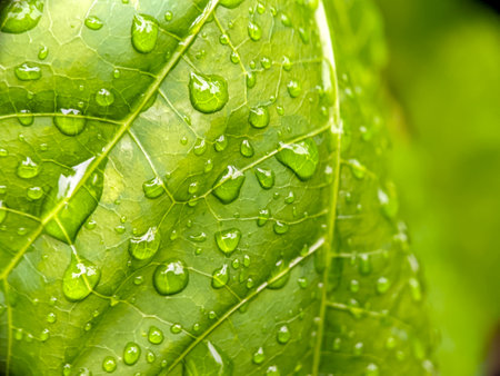 Dewdrops on Green Leaves: A Refreshing Morning Scene