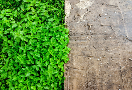 Green grass and concreteの写真素材