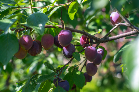 A full of fresh plums branch in the gardenの写真素材
