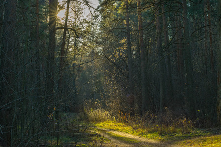 Sunny road in the summer forest in Tver, Russia