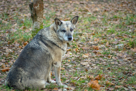 The street dog staring at the camera while sitting on the ground at the summer