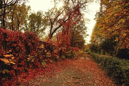 Autumn in red