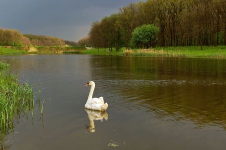 White swan on a pondの写真素材