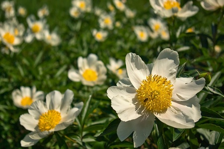 Peonies in bloomの写真素材