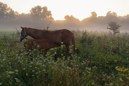 	Early in the morningの写真素材