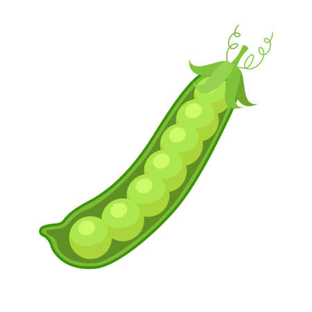 Pods of green peas. Ripe peas on white background. Vector illustration in flat style.のイラスト素材