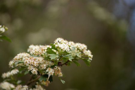 White flowers of hawthorn (Crataegus monogyna)