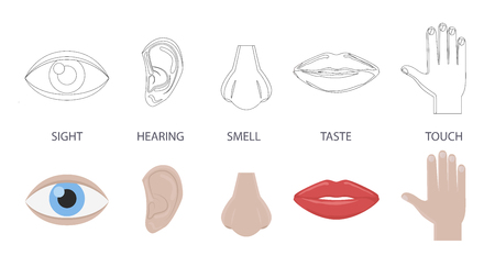 Icon set of five human senses: hearing (ear), vision (eye), smell (nose), taste (mouth with tongue), touch (hand, finger). Simple line icons. Flat design realistic vector illustration.のイラスト素材