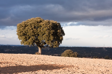 Holm oak on plowed fieldの写真素材