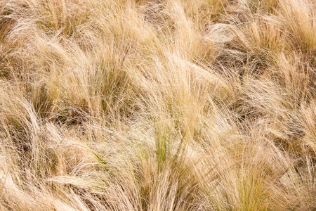 yellow weeds blowing in the windの写真素材