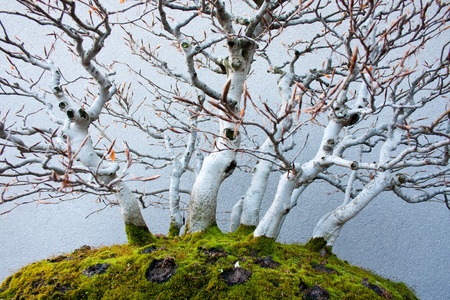 photograph taken from the bottom of a bonsai which shows the soil mossの写真素材