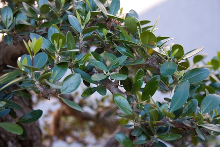 A part of bonsai foliage, acebuche or wild oliveの写真素材