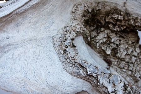 wood texture of a bonsai, wild olive tree, acebucheの写真素材