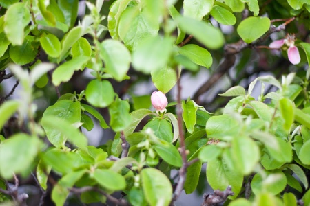 A part of bonsai foliage, chinese quinceの写真素材