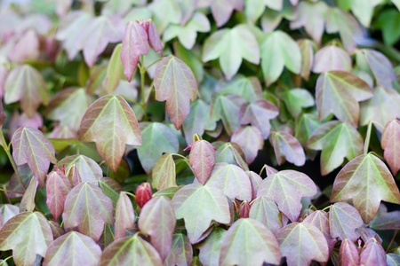 A part of bonsai foliage, trident maple